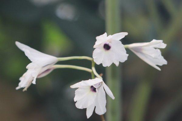 orchids in the greenhouse