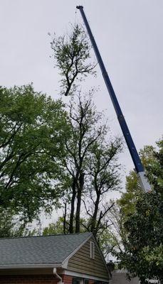 The first section of the tree is removed