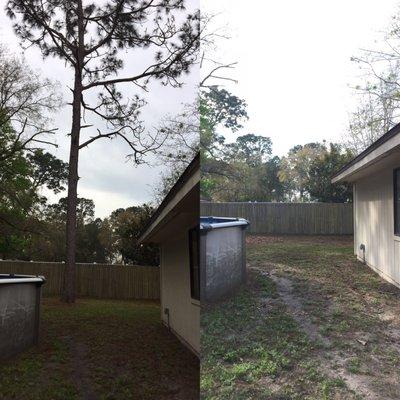 Had large pine tree removed