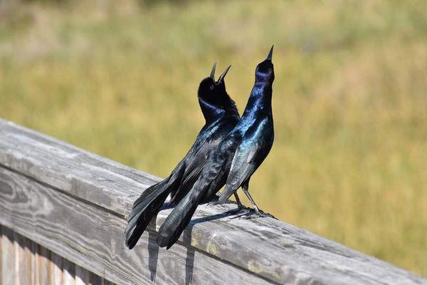 Boat tail grackles, laughing?