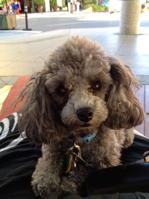 My sweet little toy poodle adopted from Toy Breed Rescue