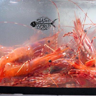 Live Sweet Shrimp - Amaebi