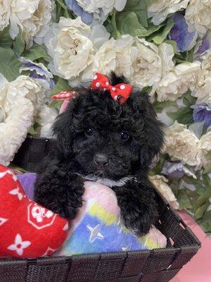 Toy Poodle