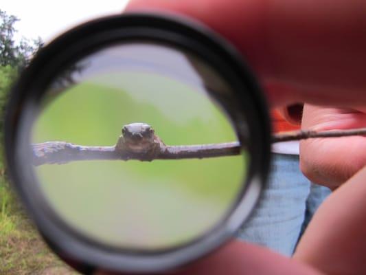 Hello from our frog friend at Adventure WILD!