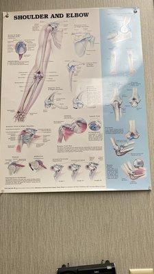 Shoulder diagram