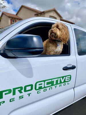 Nelson our loved mascot taking a ride in the work truck!