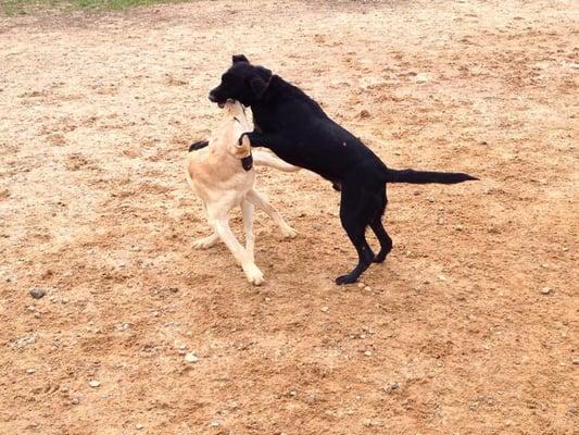 Puppy friends