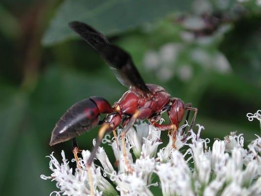 Red Wasp on Hempweed