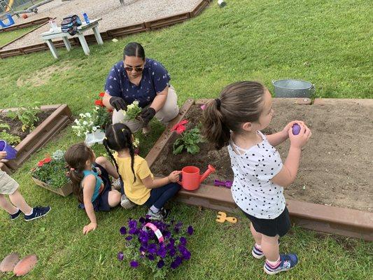 Planting our summer gardens