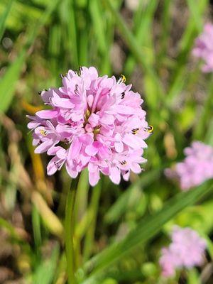 Camassia Nature Preserve