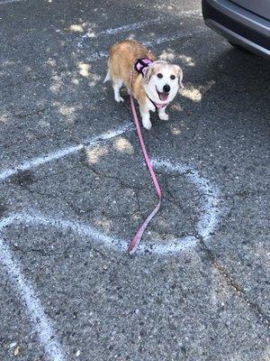 Chabot Veterinary Clinic