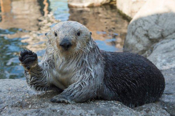 Sea Otter | Sea Cliffs