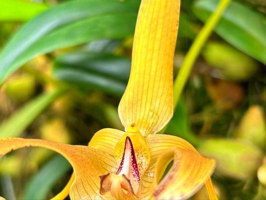 Conservatory of Flowers