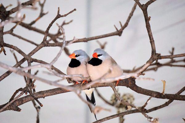 Shaft-Tailed Finch.