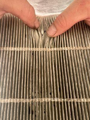 Cabin air filter with mouse feces