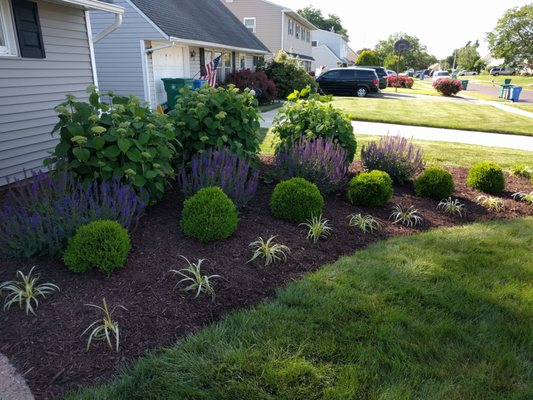 Hydrangea, boxwood, salvia, and liriope planting