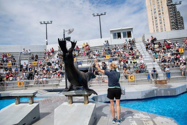 California Sea Lion | Aquatheater