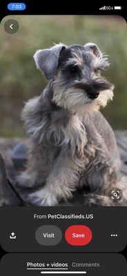 This is the Reference picture I showed. This puppy has a full beard. A long skirt, brows and chest area.