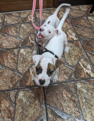 Mia and Letty, excited for shots and vet love