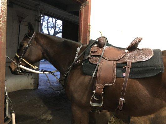 The second saddle I received. In a totally different color. Doesn't match my dark leather bridle or breastplate.