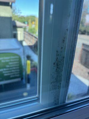 Mold in an apartment that's only 36 months old