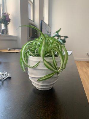 Small pot and plant (about 4inchx3inches) bought as a gift for my friend's new home!