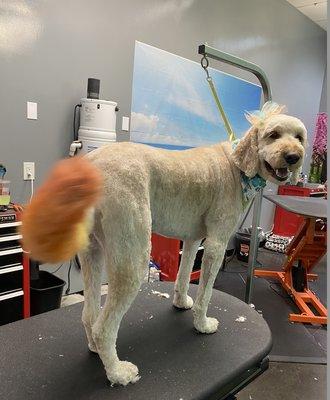 Look at the happy girl! She loves her groomer