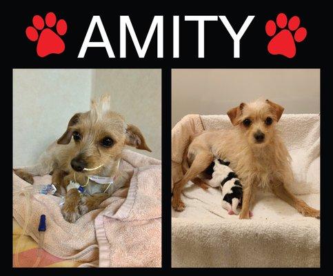 Amity - Before and After