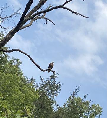 Bald eagle