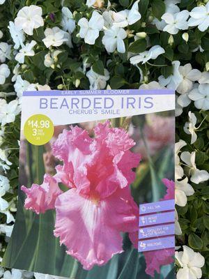 Fall bulbs- bearded Iris