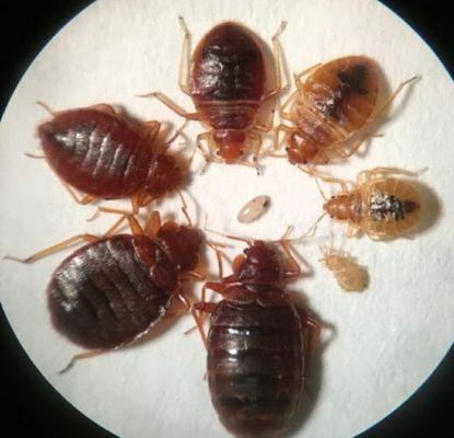 Various stages of bedbugs.