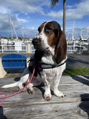 Ripley the Basset Hound