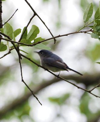 Blue Grey Gnatcatcher!