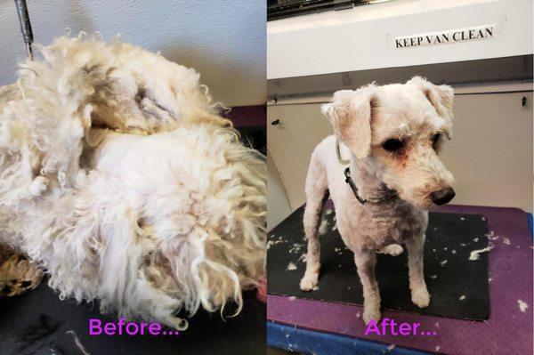 Let us transform your pet for you!! ;)