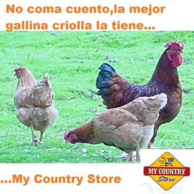 Gallinas criollas.