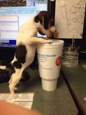 Somebody wants a drink!