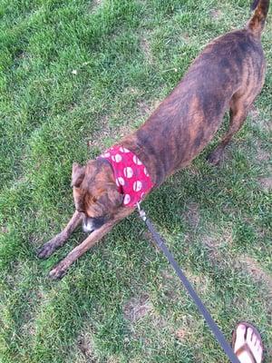 Picked up pup today @all pets boarding had this adorable scarf on my pup. He can be seen here doing his downward doggie pose.