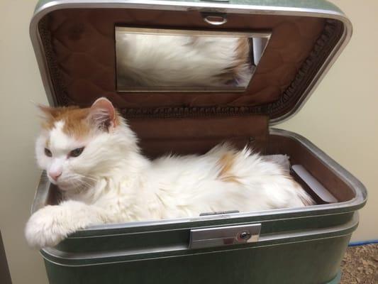 Cats seemed comfy in the suitcases