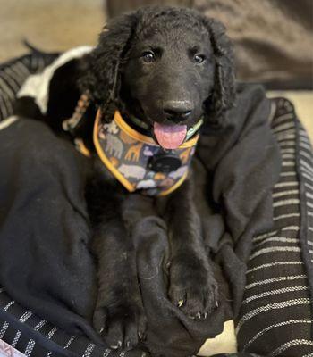 Our 9 week old fur child, Midnight's first trip to pet store yesterday afternoon!