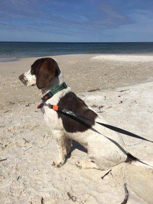 Lucy's first beach trip