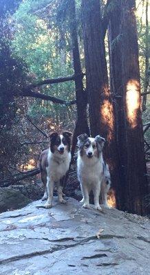 Madrone Canyon hike