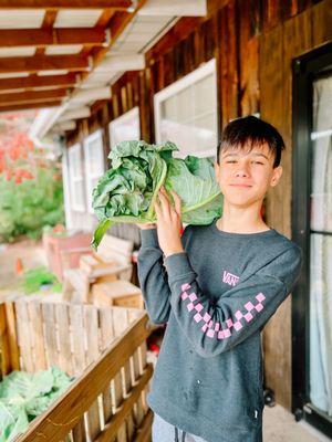 Biggest cabbage I've seen for like $3