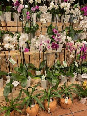 Beautiful orchids