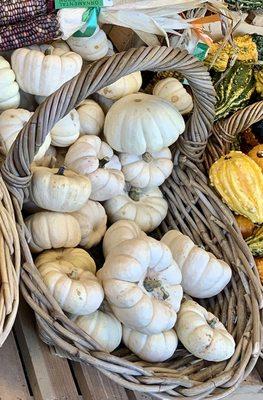 White Mini Pumpkins!