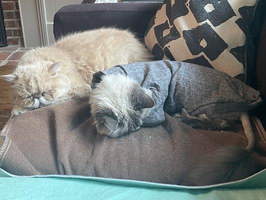 Clementine (Persian) and 18+ year old, Toby-Jo.