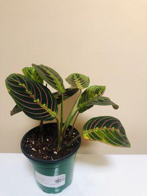 MARANTA PRAYER PLANT RED. 4" pot. ‍‍‍ Safe.