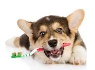 September is Dental Month at Riverstone Veterinary Hospital.