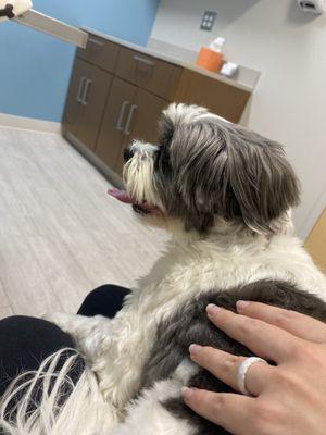 Shihtzu in the urgent care patient room