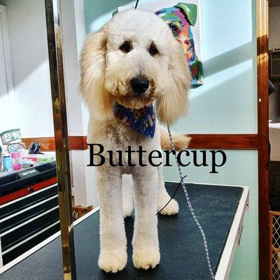 Buttercups holiday groom! groomed by Ashley Altman #groomerlife #petgrooming #pkaugusta #holidays2020