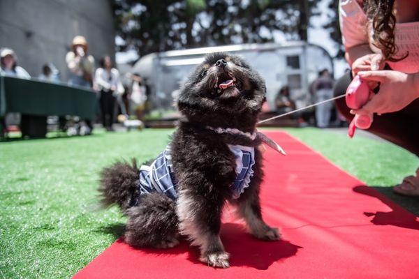 She stunned on the judges